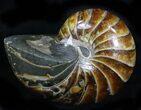 Cretaceous Nautilus Fossil - Madagascar #21933-1